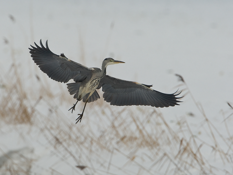 Ardea cinerea Grey Heron Blauwe Reiger